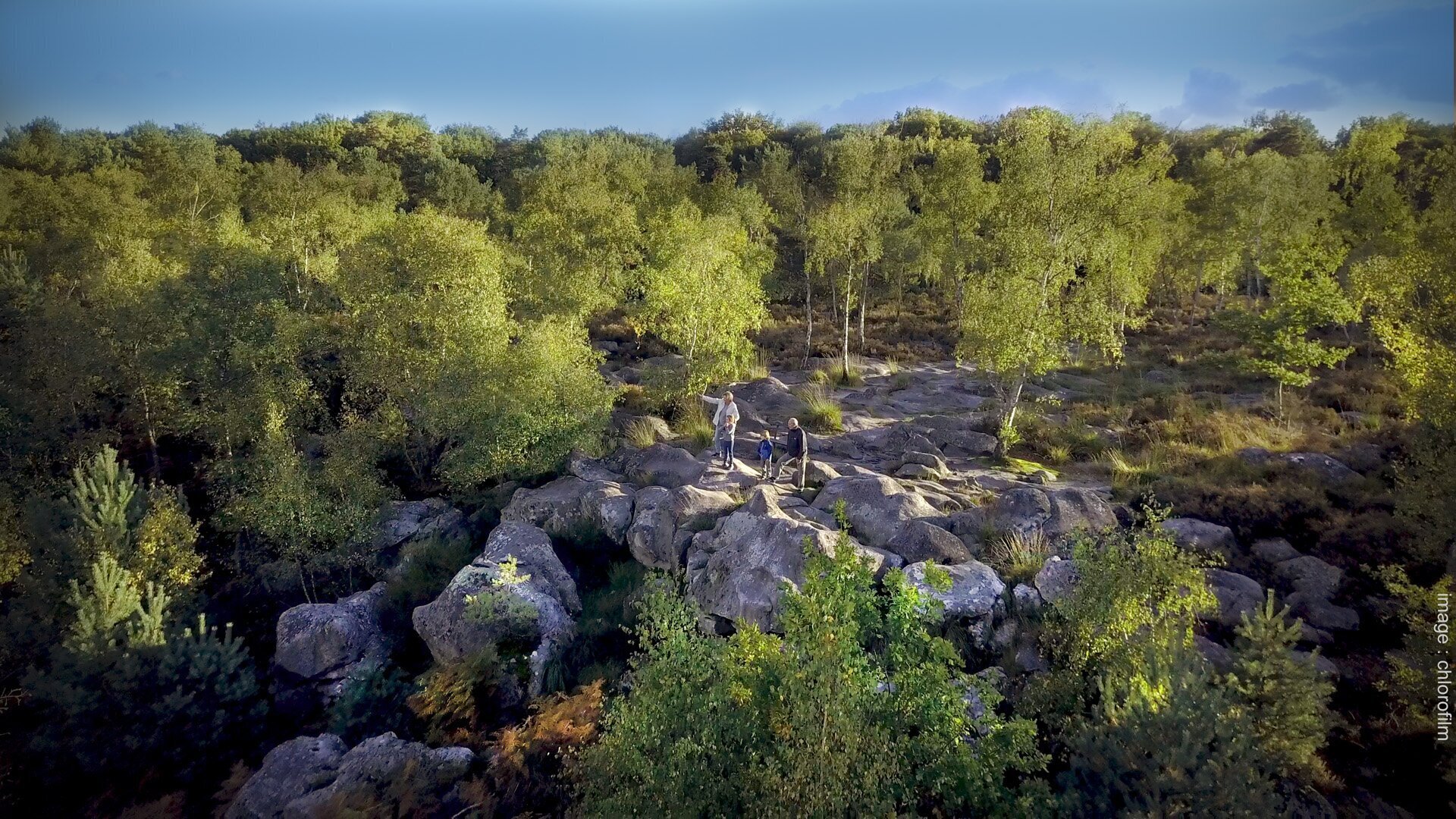 Fontainebleau Forest
